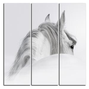 Obraz na plátne - Andalúzsky kôň v hmle - štvorec 3219B (75x75 cm)