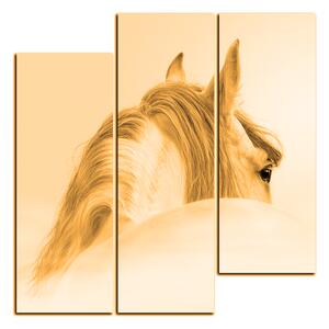 Obraz na plátne - Andalúzsky kôň v hmle - štvorec 3219FC (75x75 cm)