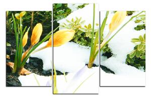 Obraz na plátne - Skoré jarné kvetiny 1242C (90x60 cm)