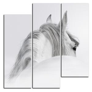 Obraz na plátne - Andalúzsky kôň v hmle - štvorec 3219C (75x75 cm)