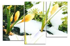 Obraz na plátne - Skoré jarné kvetiny 1242D (90x60 cm)
