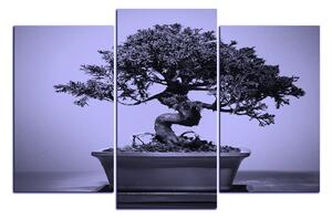 Obraz na plátne - Bonsai 1244VC (90x60 cm)