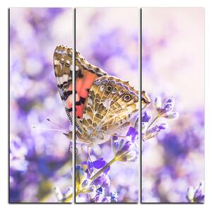 Obraz na plátne - Motýľ na levanduľe - štvorec 3221B (75x75 cm)