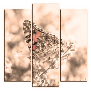 Obraz na plátne - Motýľ na levanduľe - štvorec 3221FC (75x75 cm)