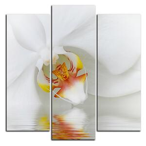 Obraz na plátne - Detailný záber bielej orchidey - štvorec 3223C (75x75 cm)