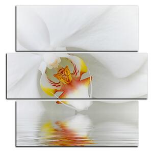 Obraz na plátne - Detailný záber bielej orchidey - štvorec 3223D (75x75 cm)