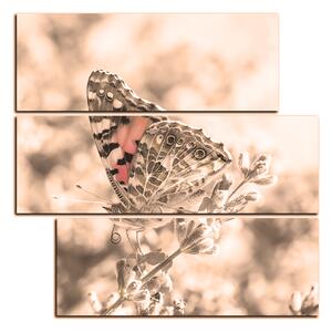 Obraz na plátne - Motýľ na levanduľe - štvorec 3221FD (75x75 cm)