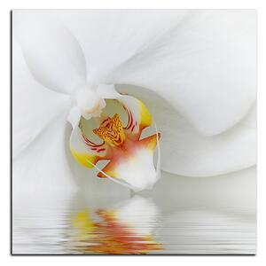 Obraz na plátne - Detailný záber bielej orchidey - štvorec 3223A (50x50 cm)
