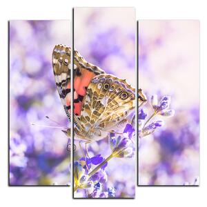 Obraz na plátne - Motýľ na levanduľe - štvorec 3221C (75x75 cm)