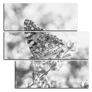 Obraz na plátne - Motýľ na levanduľe - štvorec 3221QD (75x75 cm)