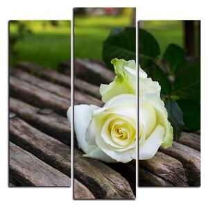Obraz na plátne - Biela ruža na lavici - štvorec 3224C (75x75 cm)