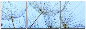 Obraz na plátne - Pampeliškové semienka s kvapkami vody - panoráma 5202C (90x30 cm)