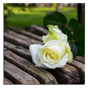 Obraz na plátne - Biela ruža na lavici - štvorec 3224A (50x50 cm)