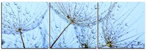 Obraz na plátne - Pampeliškové semienka s kvapkami vody - panoráma 5202B (150x50 cm)
