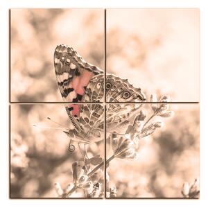 Obraz na plátne - Motýľ na levanduľe - štvorec 3221FE (60x60 cm)