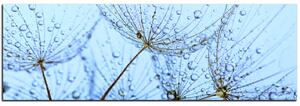 Obraz na plátne - Pampeliškové semienka s kvapkami vody - panoráma 5202A (105x35 cm)