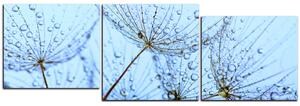 Obraz na plátne - Pampeliškové semienka s kvapkami vody - panoráma 5202E (150x50 cm)