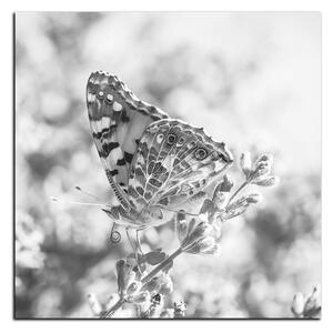 Obraz na plátne - Motýľ na levanduľe - štvorec 3221QA (50x50 cm)