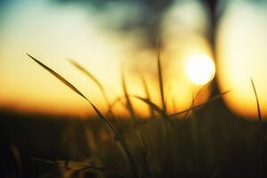 Fototapeta zapadajúce slnko v tráve