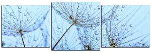 Obraz na plátne - Pampeliškové semienka s kvapkami vody - panoráma 5202D (90x30 cm)