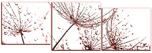 Obraz na plátne - Pampeliškové semienka s kvapkami vody - panoráma 5202KE (90x30 cm)