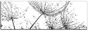 Obraz na plátne - Pampeliškové semienka s kvapkami vody - panoráma 5202QA (105x35 cm)