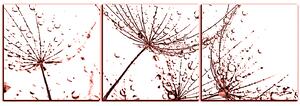 Obraz na plátne - Pampeliškové semienka s kvapkami vody - panoráma 5202KB (90x30 cm)