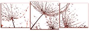 Obraz na plátne - Pampeliškové semienka s kvapkami vody - panoráma 5202KD (150x50 cm)