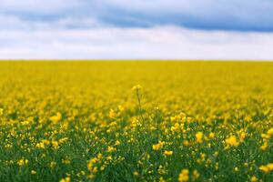 Fototapeta žlté rozkvitnuté pole