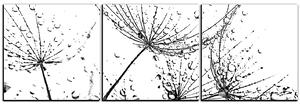 Obraz na plátne - Pampeliškové semienka s kvapkami vody - panoráma 5202QB (90x30 cm)