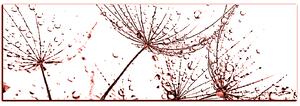 Obraz na plátne - Pampeliškové semienka s kvapkami vody - panoráma 5202KA (105x35 cm)