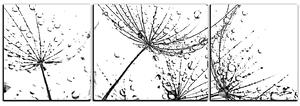 Obraz na plátne - Pampeliškové semienka s kvapkami vody - panoráma 5202QC (90x30 cm)