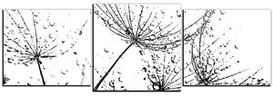 Obraz na plátne - Pampeliškové semienka s kvapkami vody - panoráma 5202QD (90x30 cm)