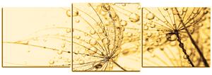 Obraz na plátne - Púpava s kvapkami vody - panoráma 5203FD (150x50 cm)