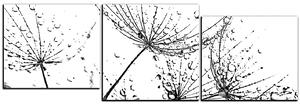 Obraz na plátne - Pampeliškové semienka s kvapkami vody - panoráma 5202QE (90x30 cm)