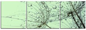 Obraz na plátne - Púpava s kvapkami vody - panoráma 5203C (150x50 cm)