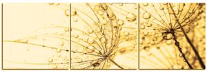 Obraz na plátne - Púpava s kvapkami vody - panoráma 5203FB (90x30 cm)