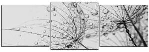 Obraz na plátne - Púpava s kvapkami vody - panoráma 5203QD (90x30 cm)