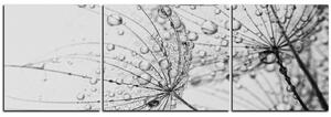 Obraz na plátne - Púpava s kvapkami vody - panoráma 5203QC (90x30 cm)