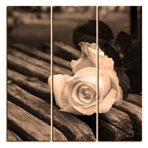 Obraz na plátne - Biela ruža na lavici - štvorec 3224FB (75x75 cm)