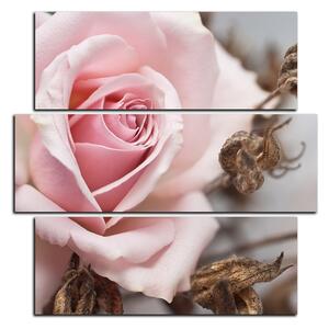 Obraz na plátne - Ruža a uschnuté rastliny - štvorec 3225D (75x75 cm)