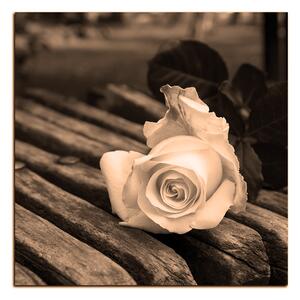 Obraz na plátne - Biela ruža na lavici - štvorec 3224FA (50x50 cm)