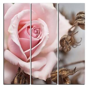 Obraz na plátne - Ruža a uschnuté rastliny - štvorec 3225B (75x75 cm)