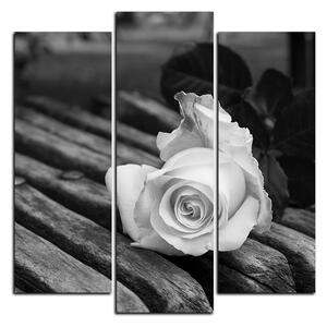Obraz na plátne - Biela ruža na lavici - štvorec 3224QC (75x75 cm)