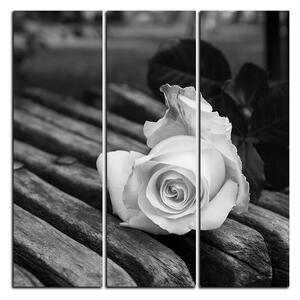 Obraz na plátne - Biela ruža na lavici - štvorec 3224QB (75x75 cm)