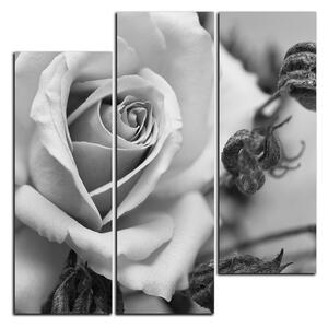 Obraz na plátne - Ruža a uschnuté rastliny - štvorec 3225QC (75x75 cm)