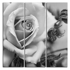 Obraz na plátne - Ruža a uschnuté rastliny - štvorec 3225QB (75x75 cm)