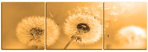 Obraz na plátne - Púpava v rannom slnku - panoráma 5214FC (150x50 cm)