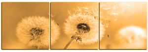Obraz na plátne - Púpava v rannom slnku - panoráma 5214FB (90x30 cm)