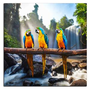 Obraz na plátne - Modro žlté Macaw - štvorec 3232A (50x50 cm)